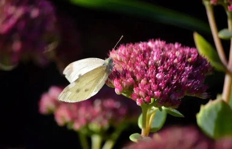 The Growth of Gourmet Popcorn and Snacks
